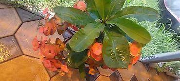 алое вера: Эуфорбия Милла (Euphorbia milii, «терновый венец») в горшке. - — 5