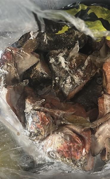 продажа рыбы: Замороженные рыбьи головы (ассорти, крупные куски с жаберными крышками — 1