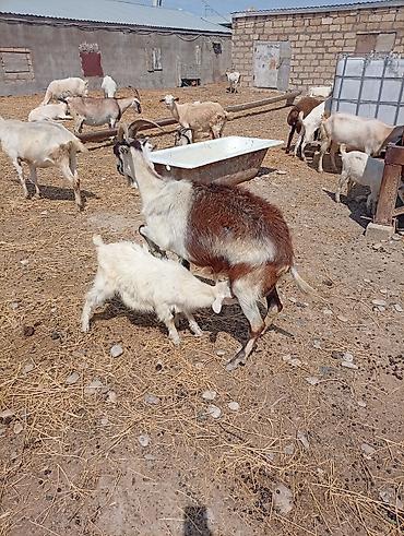 husky balası: SAF KAN MACAR VE FIRANSIZ SANEN KEÇİLERİ - Növ: süd və ətlik yerli — 5