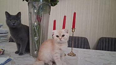 heyvan pişik: Şotland, Dişi, Yaxşı əllərə, Ünvandan götürmə — 2
