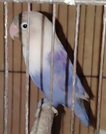 Tutuquşları: Məhsul: Agapornis (sevgi tutuquşuları) – müxtəlif rəng mutasiyaları — 2