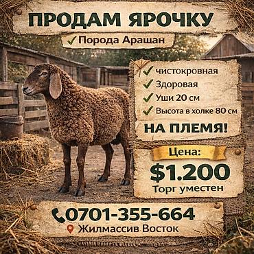 каракол животные: Продаю | Овца (самка) | Арашан | Для разведения | Племенные — 7