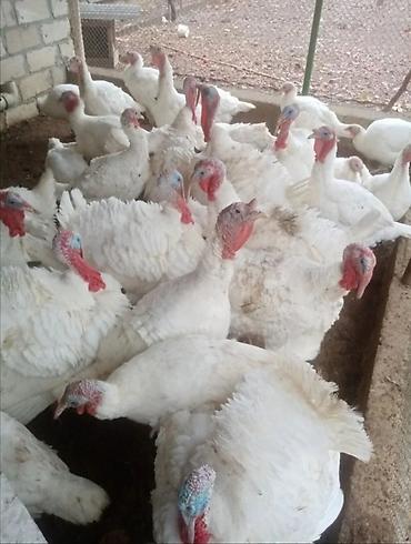 eşşək sudu satışı: Ağ Kanada hinduşkası yumurtaları. Tam mayalıdı. Ətlik sortdu.15 - 17 — 1
