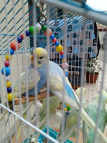 Tutuquşları: Papuqaylar 13₼
Qəfəslər 12₼ — 4