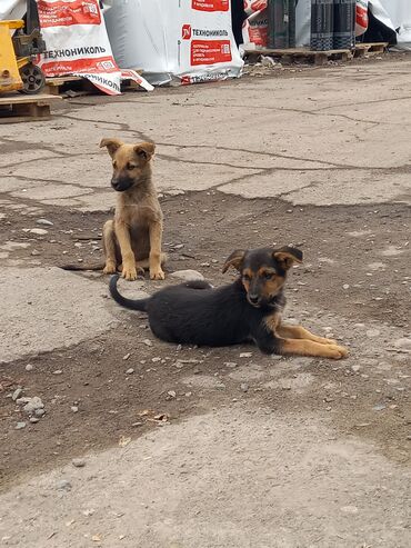 отдам попугая жако: Отдаём щенят в добрые руки, дворняшки 2,5 месяца, остались девочки