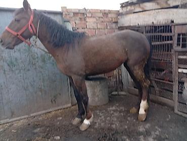 Лошади, кони: Продаю | Кобыла (самка) | На забой — 1