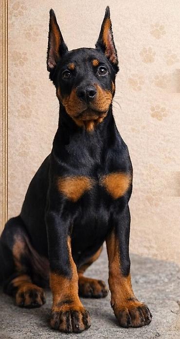 İtlər: Doberman, Dişi, Peyvəndli — 3