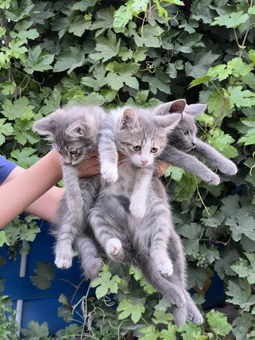 бесплатные котята в бишкеке: Кошка даром: Беспородная, 3 месяца, Мальчик
