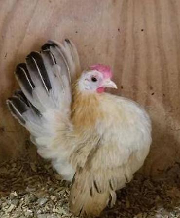 xoruz satlir: Yumurtalari olur satiq xoruzda var satiq — 3