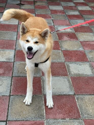 доберман цена баку: Akita-inu, 7 ay, Dişi, Sənədli, Ödənişli çatdırılma