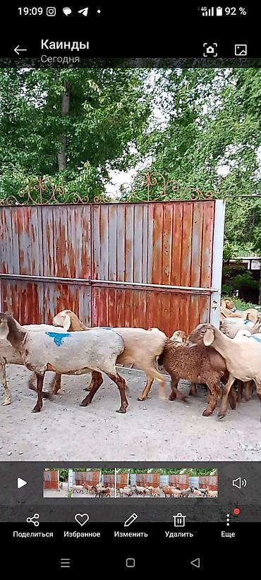 Баран, овца: Продаю | Овца (самка) | Для разведения | Матка — 5
