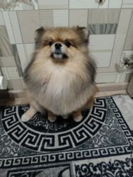 сколько стоит собака алабай: Ит кууту: Шпиц, Эркек, 2 жаш, Ит тегин тастыктоочу документ