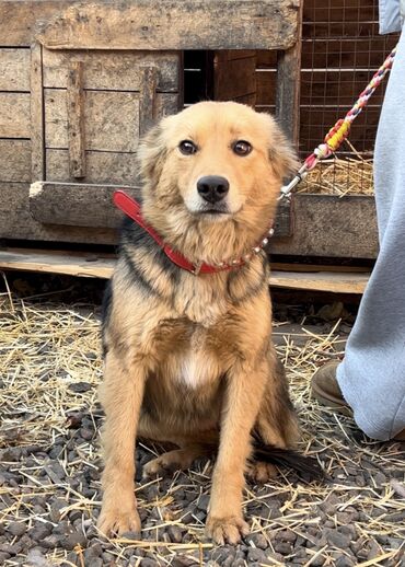 Отдам даром собаку: Собака даром: Дворняжка, 1 год, Самка, С прививкой — 13