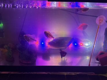 Akvariumlar: LED işıqlı akvarium seti - Şəffaf plastik gövdəli, qapaqlı akvarium - — 10