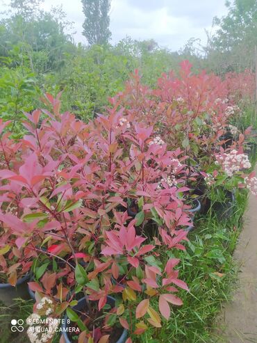 Şitillər: Qazon landşaft #qazon #torf #torf250litrlik Ekolayf #ekolayf balaken — 9