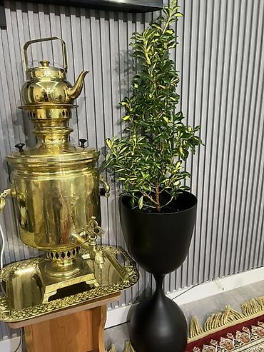 Драцены и Сансевиерии: Доставка по городу бесплатно . Адаптированные пересаженные Комнатные — 5