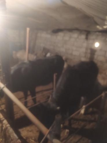 Dana, buzov: Satılır: Qara rəngli danalar - Növ: iri buynuzlu heyvan (dana) - -da lalafo.az — 4 Dana, buzov: Satılır: Qara rəngli danalar - Növ: iri buynuzlu heyvan (dana) - — 4