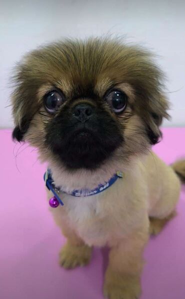 İtlər: Pekines, 3 ay, Erkek, Peyvəndli