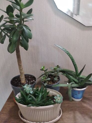Другие комнатные растения: Суккуленты. каждый 300 сом.Алоэ 500. Молодая гвардия — 4