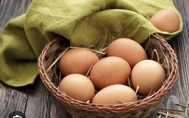 яйцо брамо: Продаю инкубационные яйца породы Брама
1шт-60с
Бишкек, Кок-Жар