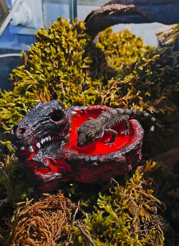 Зоотовары: 🌿 Украшения и декорации для аквариумов и террариумов 🌿 Продаю — 1