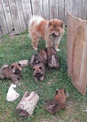 Psi: Chow Chow štenci Štenci Čau-Čau izložbenog potencijala sa rodovnikom — 4