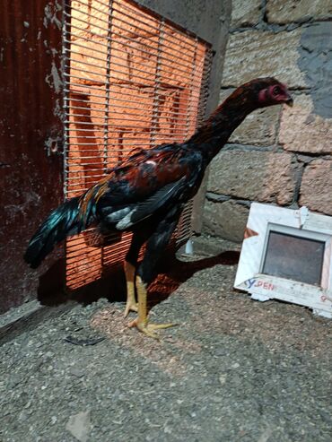 Xoruzlar: 7 ayliq becediler biri 70 azen super qani var — 4