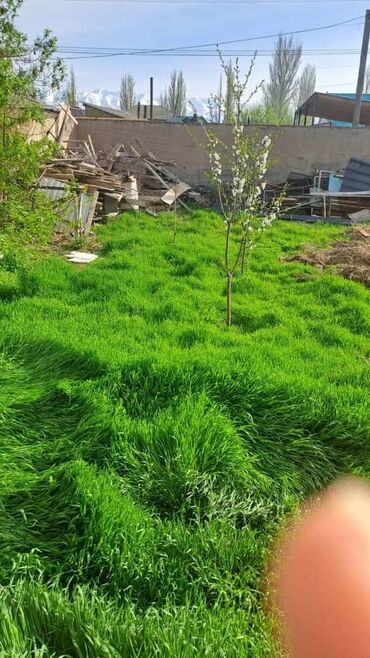 Продажа домов: Дом, 60 м², 2 комнаты, Собственник, Косметический ремонт — 12