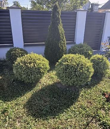 Деревья: Aylıq bagban axtaranlar elaqe saxlasın Thuja dekorativ ağacları – — 1
