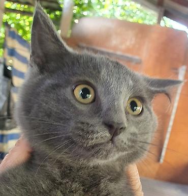 крысолов: Котята аккуратные и ухоженные — 3
