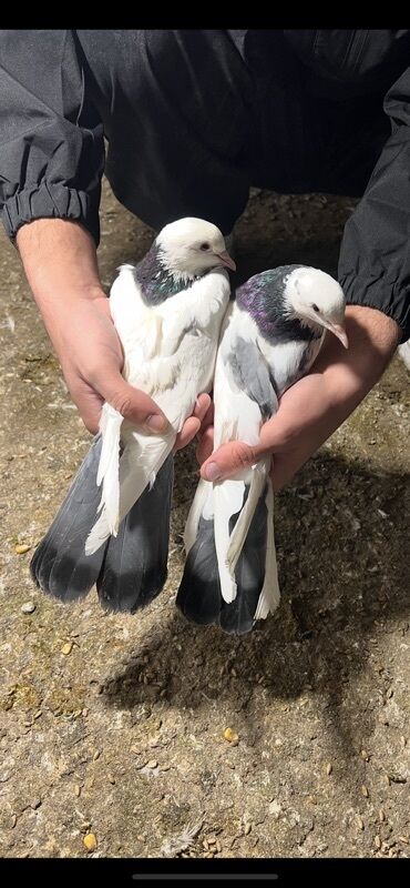 Göyərçinlər: Göy nişanlar ağlar 30dan coxdu balalarnan hamisi 10azn den abtavoy — 11