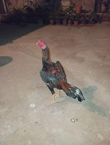 toyuq cuce satisi: Salam güclü cins heyrati toyuqları satıram. İngilis türk Brazil cinsi — 8