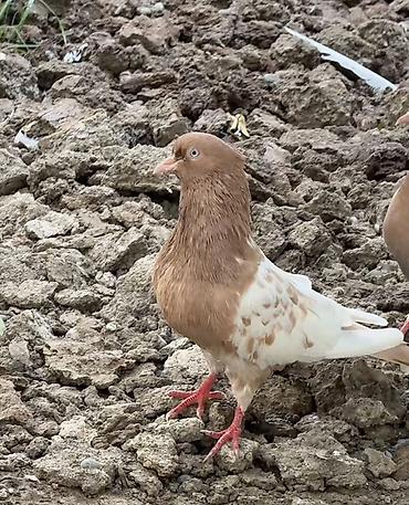 tovuz quşu satışı: İki ədəd Miz Kəkil İran Şiraziləri Satılır. İkisidə erkəkdi. Az — 2