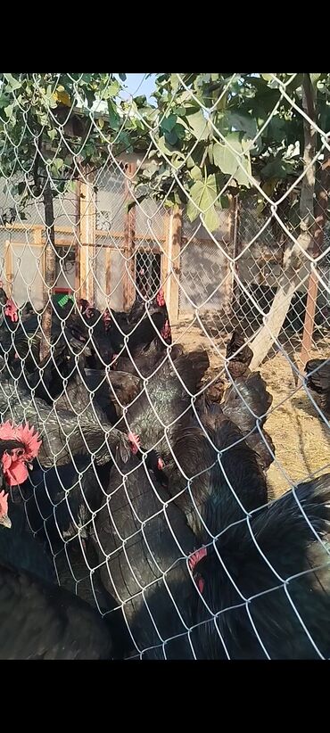 Digər quşlar: Alman cinsi australorp cücə və yumurta sifarişi qəbul olunur. bütün — 8