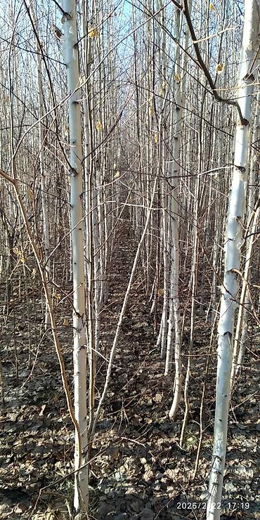 Декоративные деревья: Саженцы деревьев: Берёзы — 1
