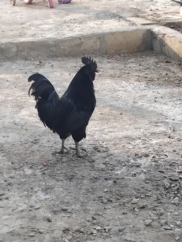 qoyun qiymetleri: Xoruz, Brazil, il: 1, Ödənişli çatdırılma
