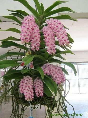 Semena i sadnice: Orhideja seme
Cena:550din/10semenki — 10