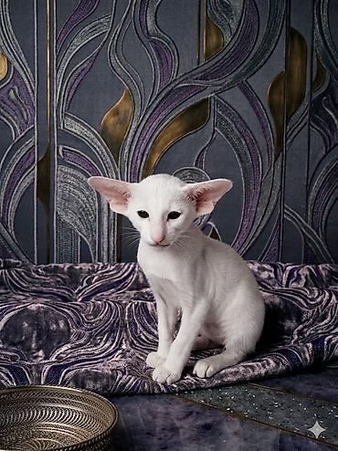 ориентальная: Ориентальная, 2 месяца, Девочка, Белый, Приучена к лотку, Проглистована, С документами — 5