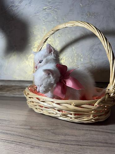 кошеи: Бирманская, 1 месяц, Мальчик, Белый, Проглистована — 5