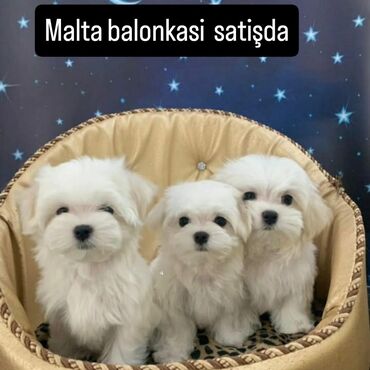Мальтийская болонка, 2 месяца, Самка
