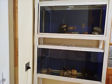 Akvariumlar: Dördbucaq akvarium, Balıqlarla birlikdə, 65 l — 1