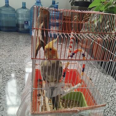 Tutuquşları: 1 cüt korella, qəfəslə birlikdə 70 AZN. Əlaqə 070 984 53 14