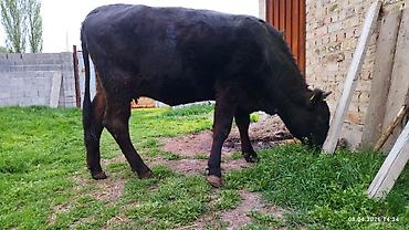 Коровы, быки: Продаю | Бык (самец) | На откорм — 4