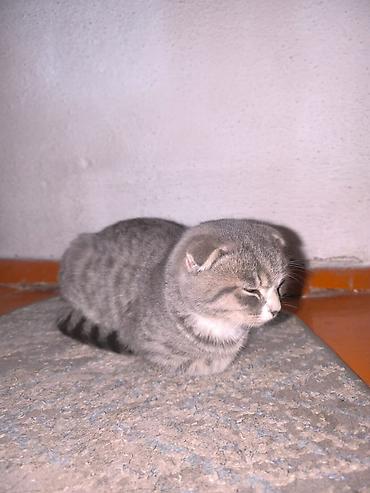 Продажа кошек: Мышык сатылат порода шотландская вислоухая кошка (скоттиш-фолд) — 3