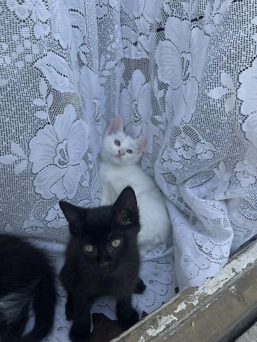 кошка шатланка: Котята, помет из 4 малышей, домашние. - Окрас: белый с нежно-розовыми — 4