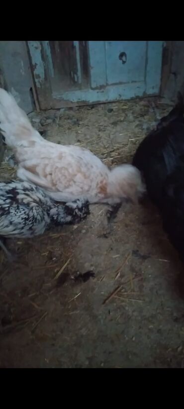 Cücələr: Toyuq cücələri, Damazlıq — 11