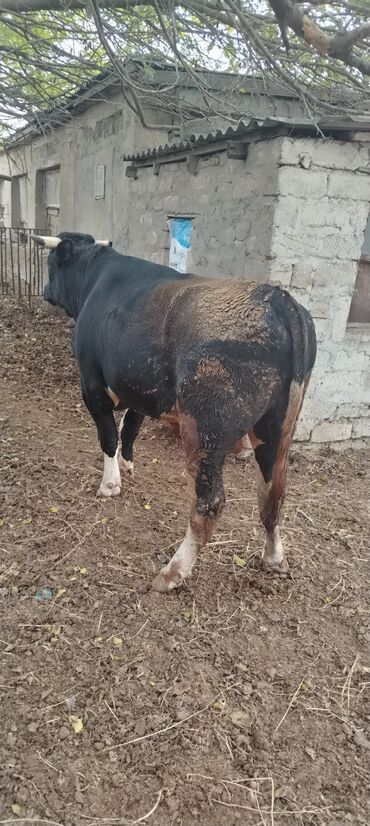 Inəklər, öküzlər: Məhsul: Qara rəngdə, qısahornlu erkək mal (öküz/buğa) Xüsusiyyətlər -da lalafo.az — 2 Inəklər, öküzlər: Məhsul: Qara rəngdə, qısahornlu erkək mal (öküz/buğa) Xüsusiyyətlər — 2