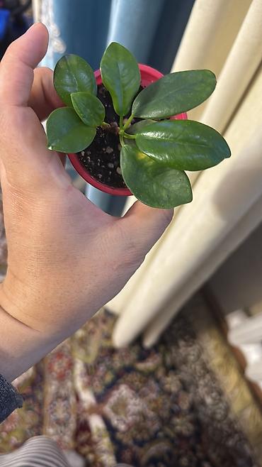 Фикусы: Фикус Али, бенджамин сатылат — 10