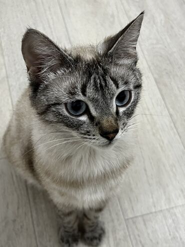 коты вязка: Ищу любящую семью для своей Баунти,т.к улетаю в другую страну