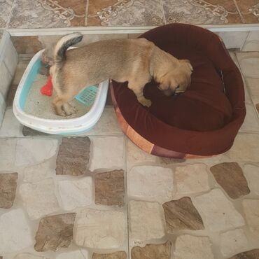 İtlər: Mops, 5 ay, Erkek, Sənədli — 7